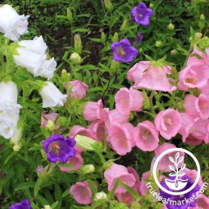 Campanula Cup and Saucer Seeds Mix | AKA Canterbury Bells, Bell Flower