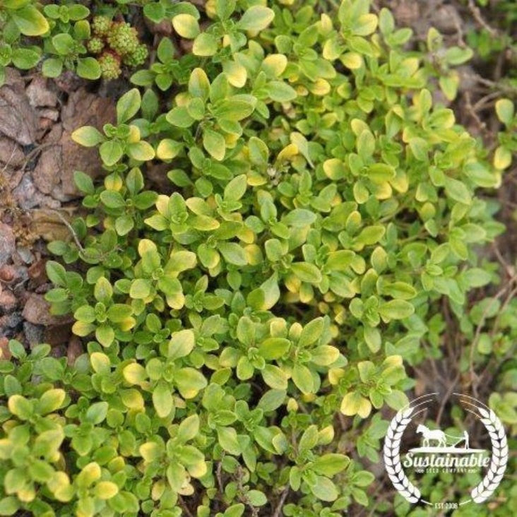 Organic Thyme Seeds - Common | Culinary Herb Gardening Seed - Free S&H
