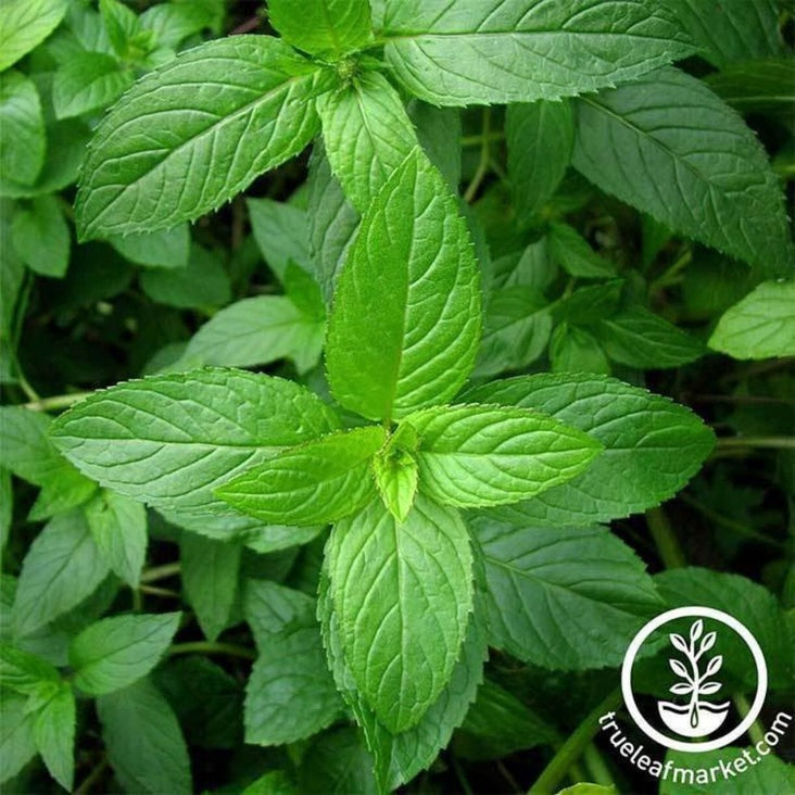 Peppermint Seeds | Non-GMO Herb Garden Seeds by Mountain Valley Seeds