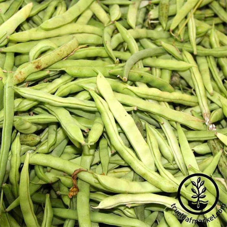 Bean Seeds - Pole - Kentucky Wonder | True Leaf Market