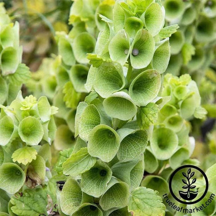 Bells of Ireland Seeds | Decorative Foliage Plant Seeds - Free Ship