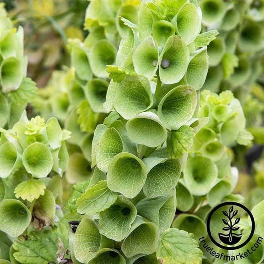 Bells of Ireland Seeds | Decorative Foliage Plant Seeds - Free Ship