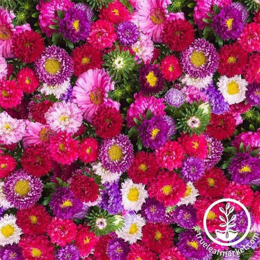 Aster Flower Seeds - Powderpuff Mix | Annual Flower Gardening Seeds