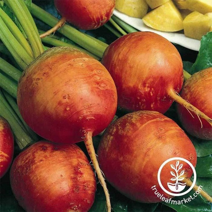 Beet Seeds - Golden Detroit - Non-GMO & Heirloom - Vegetable Garden