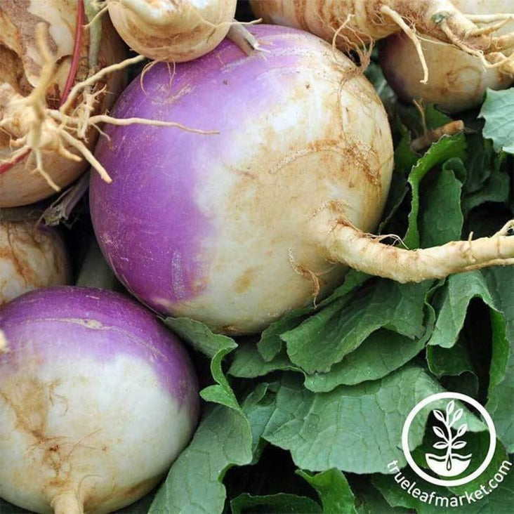 Non-GMO Purple Top White Globe Turnip Seeds | Heirloom Garden Seeds