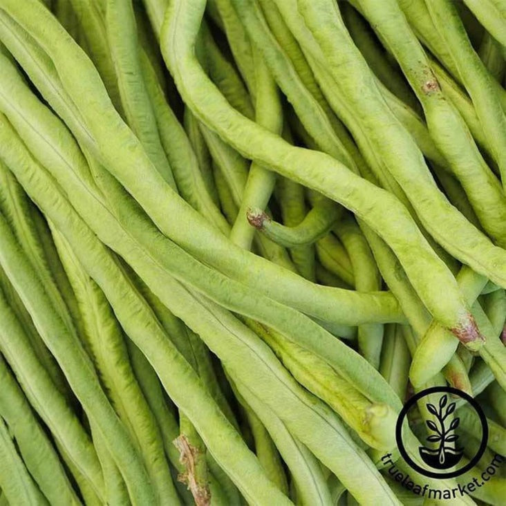 California Black-Eye Bush Bean Seed | Vegetable Garden Seeds