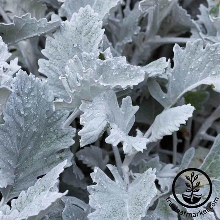 Dusty Miller House Plant Seeds | New Look Series (AKA: Silver Ragwort)
