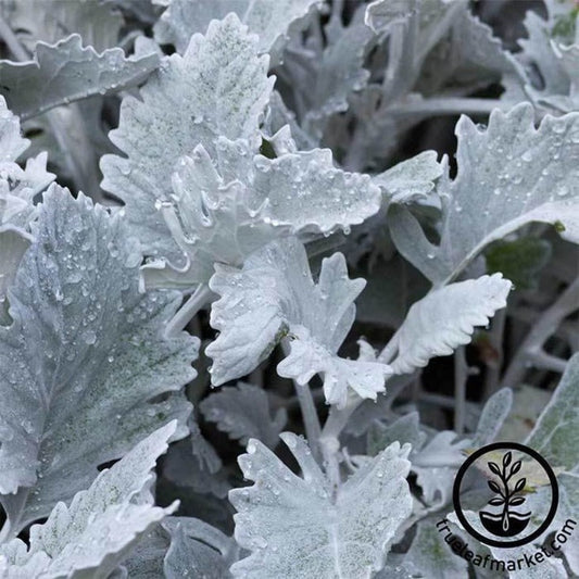 Dusty Miller House Plant Seeds | New Look Series (AKA: Silver Ragwort)