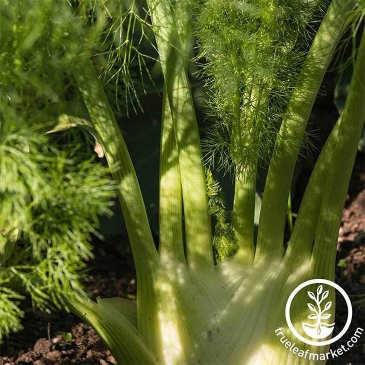 Heirloom Fennel Seeds - Florence | Non-GMO Culinary Herb Gardening