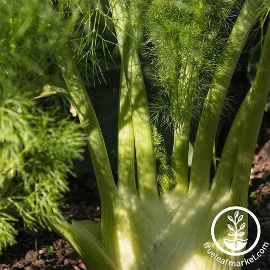 Heirloom Fennel Seeds - Florence | Non-GMO Culinary Herb Gardening
