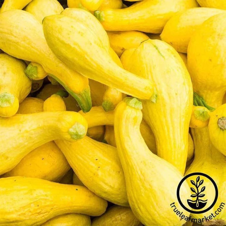 Heirloom Summer Squash Seeds - Crookneck | Buy Non-GMO Gardening Seeds