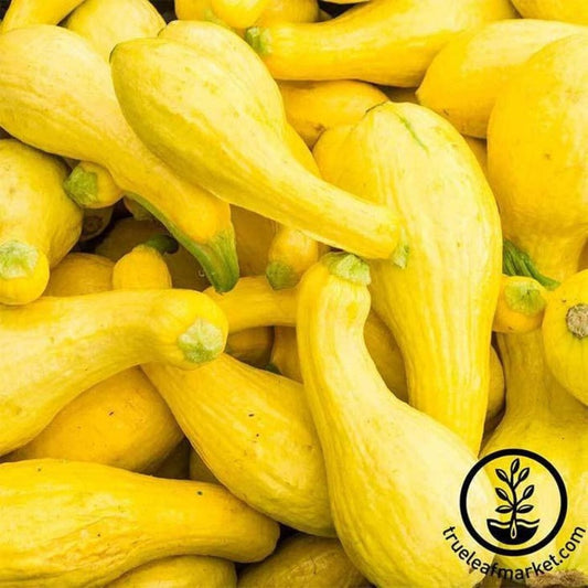 Heirloom Summer Squash Seeds - Crookneck | Buy Non-GMO Gardening Seeds