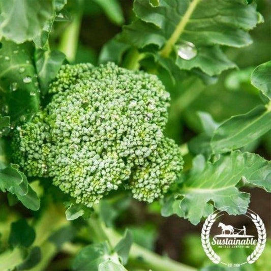 Di Cicco Broccoli | Organic Broccoli Garden Seeds