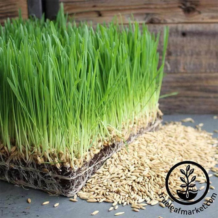 Organic Oats: Whole Oat Grain Seeds | Unhulled Oats, Husk On - Non-GMO