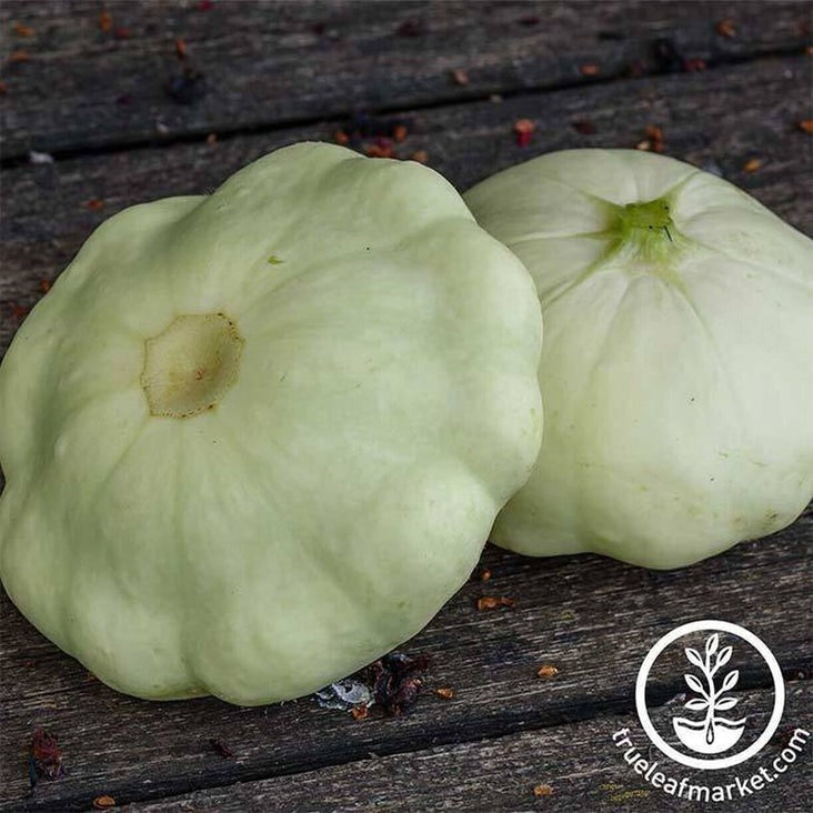 Summer Squash Seed | Early White Bush Scallop