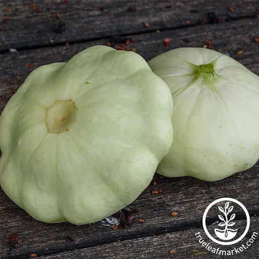 Summer Squash Seed | Early White Bush Scallop