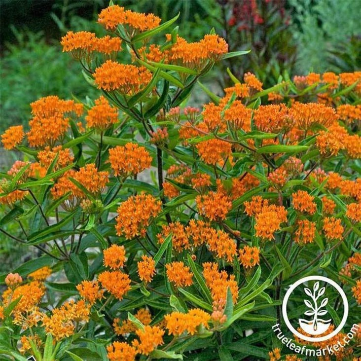 Asclepias Flower Garden Seeds | AKA: Butterfly Weed, Pleurisy Root