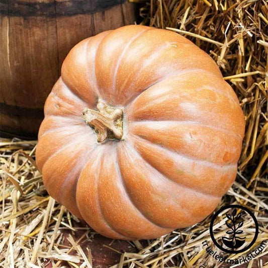 Heirloom Fairytale Pumpkin Seeds | Buy Non-GMO Vegetable & Fruit Seeds