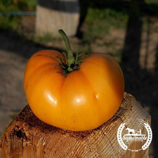 Heirloom, Non-GMO, Organic Tomato Seeds - Golden Queen | Free Shipping