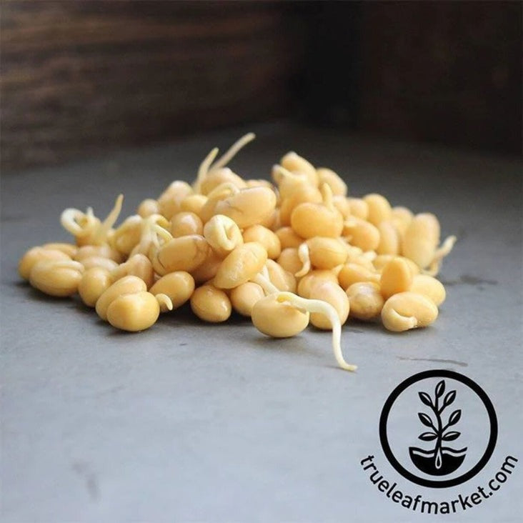 Soybean Seed: Organic Yellow Soy Beans for Tofu, Soymilk, Sprouting