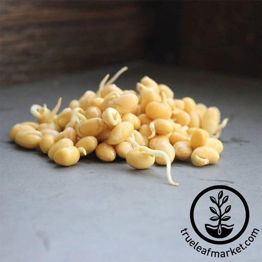 Soybean Seed: Organic Yellow Soy Beans for Tofu, Soymilk, Sprouting