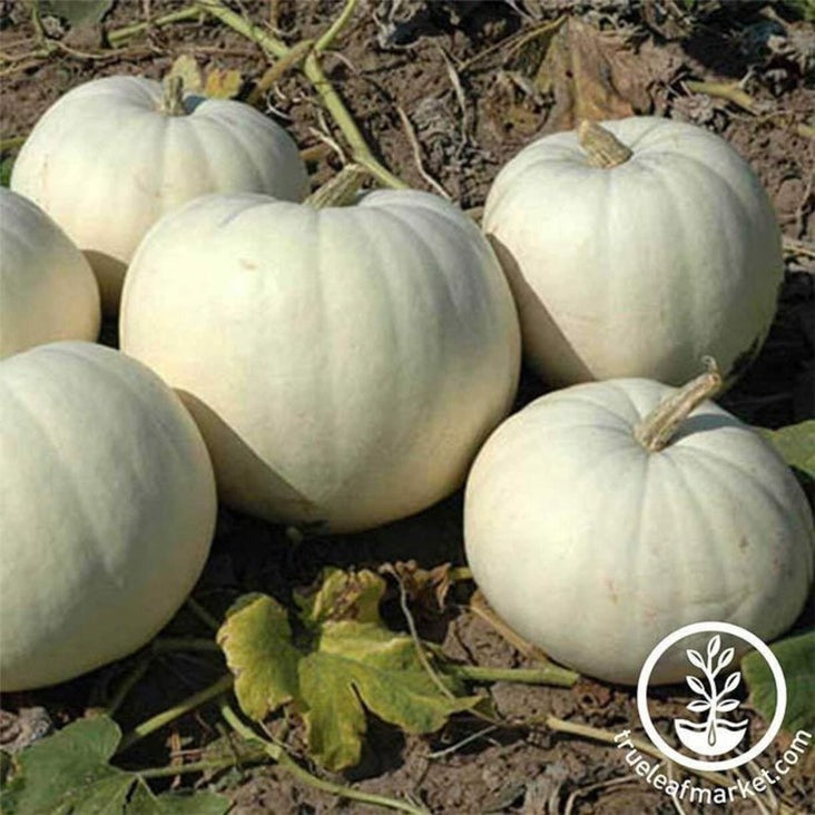New Moon - Pumpkin Seeds | Buy White, Pale Pumpkin Gardening Seeds