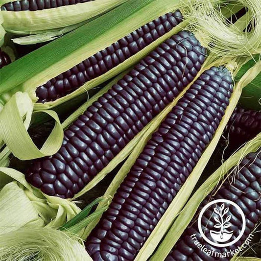 Blue Hopi Corn Seeds | Heirloom, Non-GMO Vegetable Garden