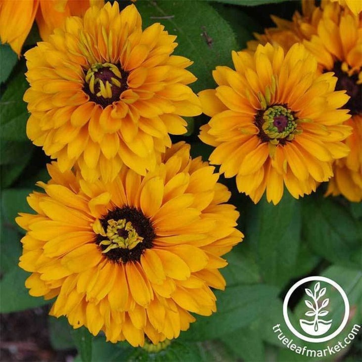 Rudbeckia Flower Seeds - Goldilocks | Annual Flower Gardening Seeds