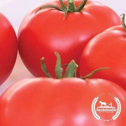 Certified Organic Tomato Seeds - Beefsteak (Ponderosa Red) | Non-GMO