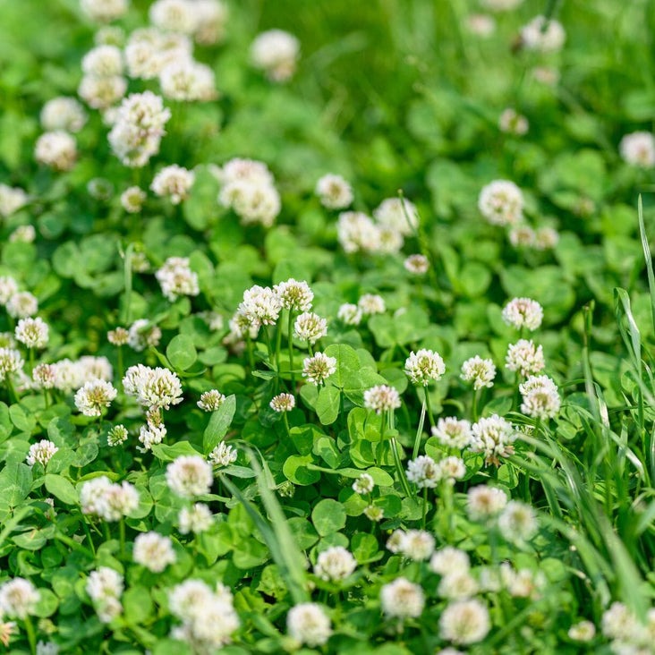 Non-GMO White Dutch Clover Cover Crop Seeds - Farm & Garden - Free S&H