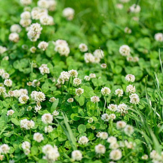 Non-GMO White Dutch Clover Cover Crop Seeds - Farm & Garden - Free S&H