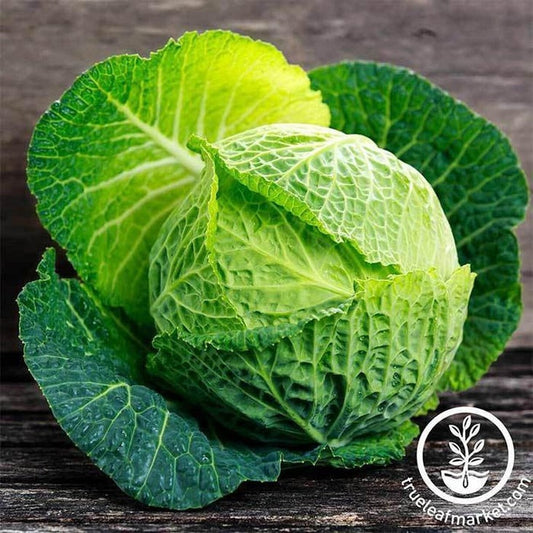 Heirloom Cabbage Seeds - Savoy Perfection | Non-GMO Vegetable Seeds