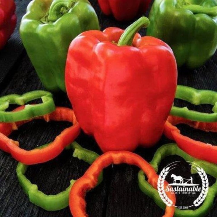 Organic Heirloom Sweet Pepper Garden Seeds | Cal Wonder Bell Pepper