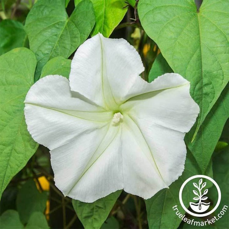 Moonflower Flower Garden Seeds - Tall Night Flowering | Free Shipping
