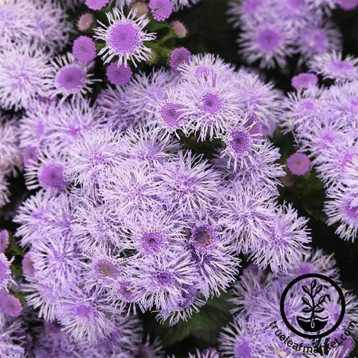 Ageratum Flower Garden Seeds - Blue Horizon | Buy Annual Flower Seeds