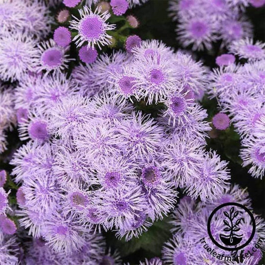 Ageratum Flower Garden Seeds - Blue Horizon | Buy Annual Flower Seeds