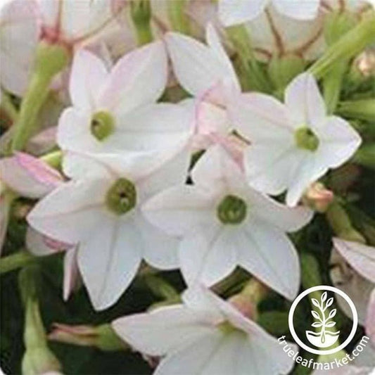 Nicotiana Seed | Starmaker Series