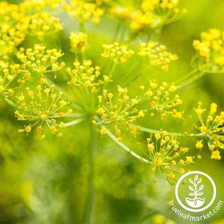 Heirloom Dill Seeds - Mammoth Long Island | Non-GMO Culinary Herb Seed