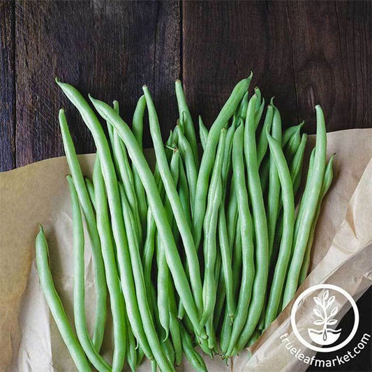 Heirloom Blue Lake 274 Bush Bean Seeds | Buy Non-GMO String Bean Seeds
