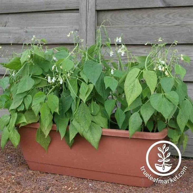 Mascotte Bush Bean Garden Seeds - Vegetable Seeds by MVSeeds