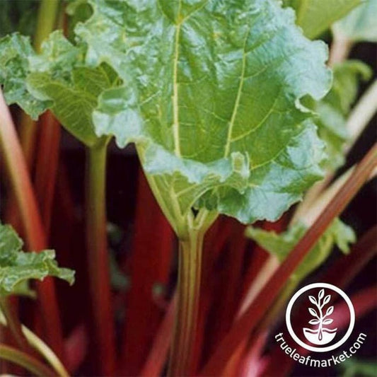 Heirloom Rhubarb Seeds - Victoria | Non-GMO, Perennial Garden Seeds