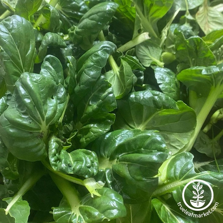 Mustard Seed | Tatsoi