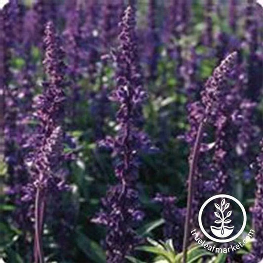 Salvia Flower Gardening Seeds - Evolution Violet | Buy Flower Seeds