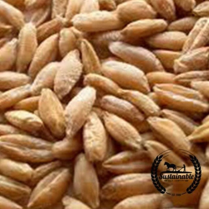 Certified Organic Triticale Cover Crop Seeds | Non-GMO, Farm & Garden