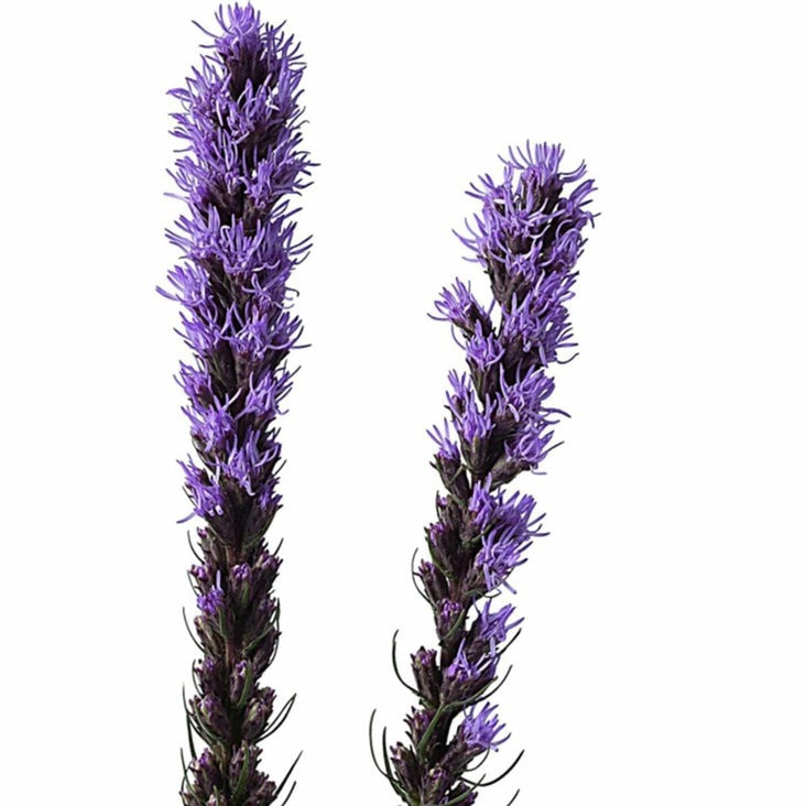 Liatris Seed | Z-Scape