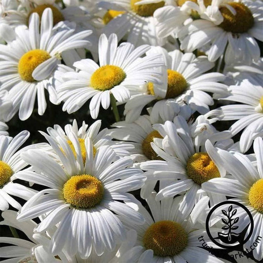 Shasta Daisy Seeds - Alaska | Leucanthemum x superbum - Free Shipping