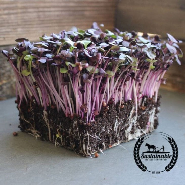 Organic Rambo Radish Seeds | Non-GMO Microgreens Seeds - Free S&H