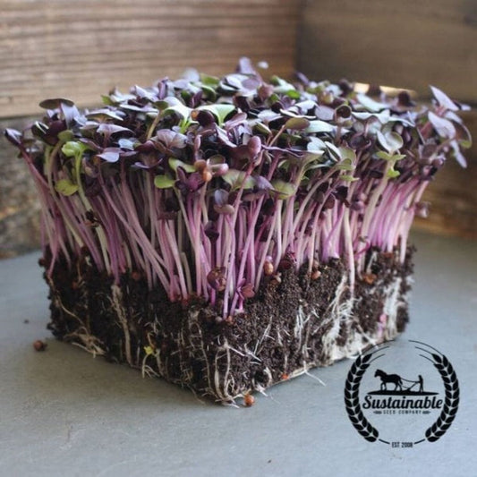 Organic Rambo Radish Seeds | Non-GMO Microgreens Seeds - Free S&H