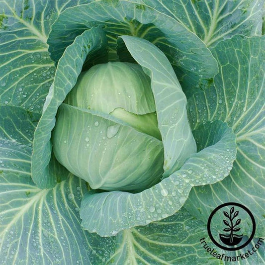 Late Flat Dutch Cabbage Seeds | Buy Heirloom, Non-GMO Garden Seeds