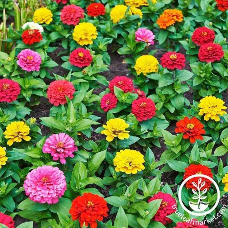 Zinnia Flower Garden Seeds | Thumbelina Mix - Dwarf, Short Variety